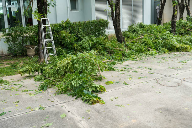 Dead Tree Removal in High Springs, FL